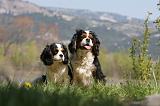 CAVALIER KING CHARLES 663